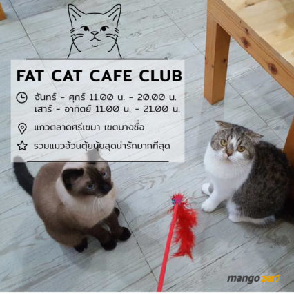 10-catcafe-in-thailand-2