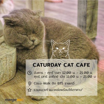 10-catcafe-in-thailand-3