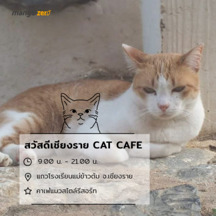 10-catcafe-in-thailand-5