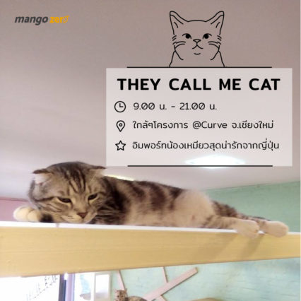 10-catcafe-in-thailand-6