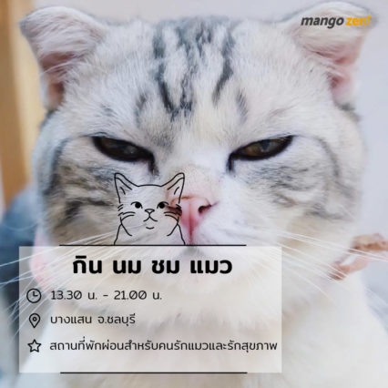 10-catcafe-in-thailand-7