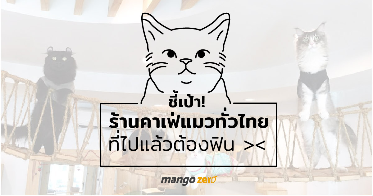 10-catcafe-in-thailand-8