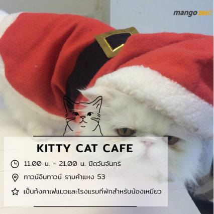 10-catcafe-in-thailand-9