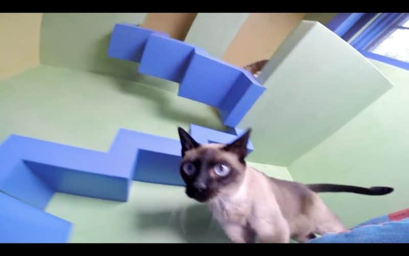 zenbycat-house-adopt-rescue-22-cat-build-catwalk-for-20-year-story-2