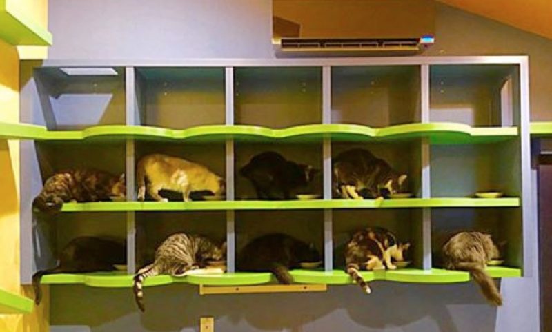 zenbycat-house-adopt-rescue-22-cat-build-catwalk-for-20-year-story-7