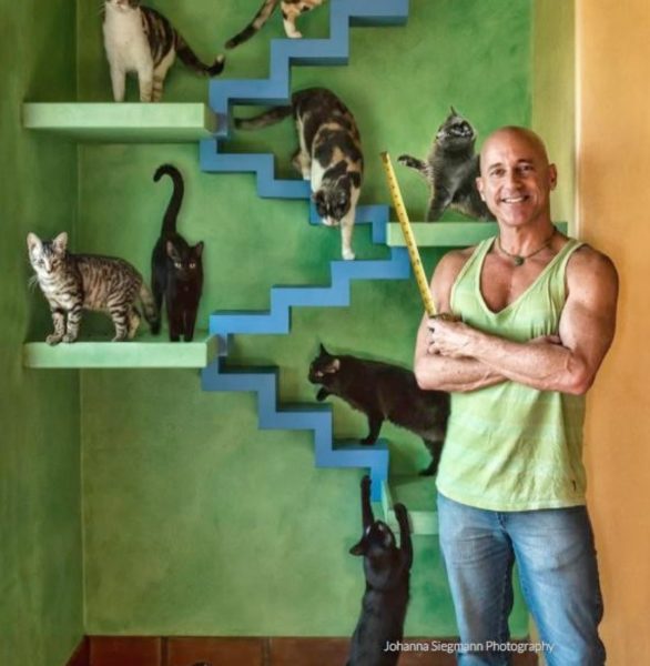 zenbycat-house-adopt-rescue-22-cat-build-catwalk-for-20-year-story-9