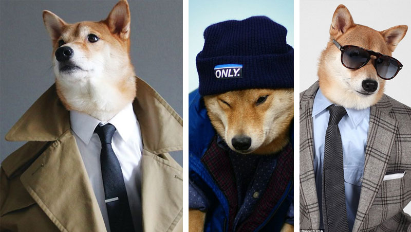 bodhi-menswear-dog-shiba-inu-1