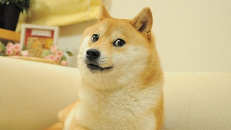 doge-kabosy-shiba-inu-dog