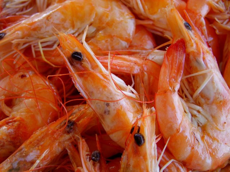 secret-of-chitosan-Shrimp