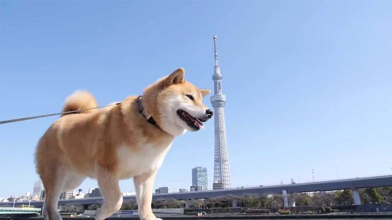 shiba-inu-marutaro