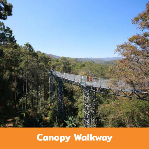 Canopy-Walkway