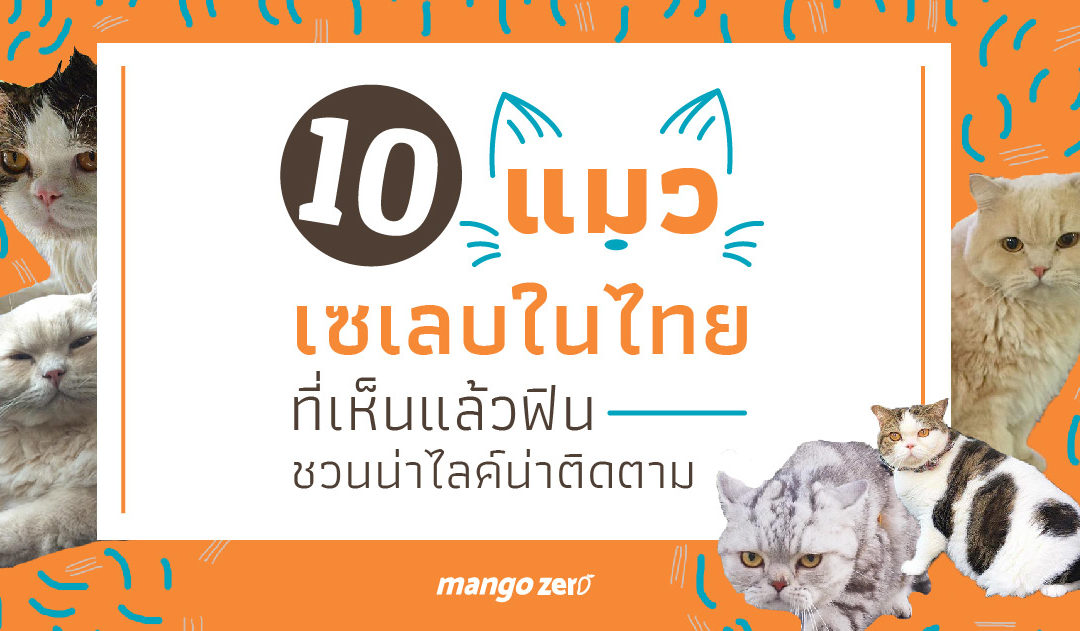 10 แมวเซเลบในไทย ที่เห็นแล้วฟินชวนน่าไลค์น่าติดตาม