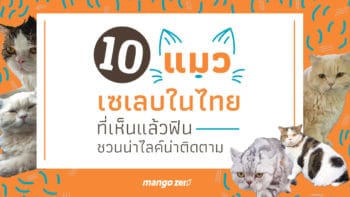 10 แมวเซเลบในไทย ที่เห็นแล้วฟินชวนน่าไลค์น่าติดตาม