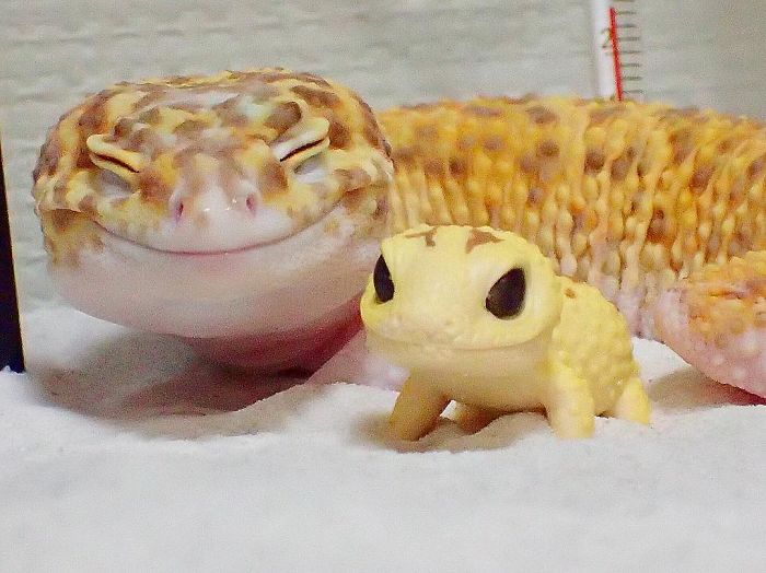 cute-gecko-kohaku-is-happy
