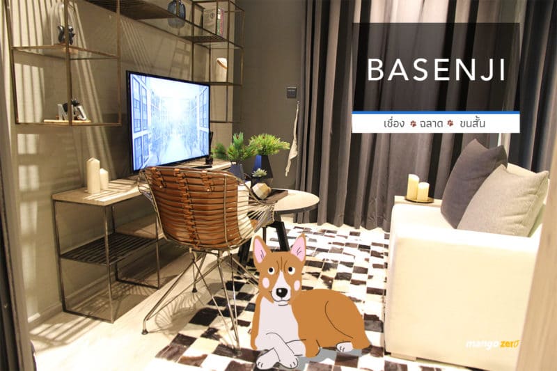 10-apartment-dogs-list-by-maestro-19-basenji