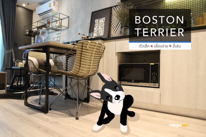 10-apartment-dogs-list-by-maestro-19-boston-terrier