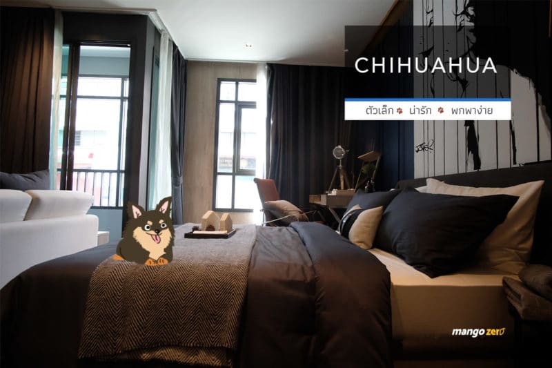 10-apartment-dogs-list-by-maestro-19-chihuahua