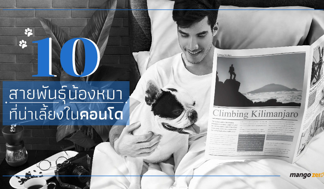 10 สายพันธ์ุน้องหมาที่น่าเลี้ยงในคอนโดได้โดยไม่รบกวนเพื่อนบ้าน