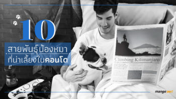 10 สายพันธ์ุน้องหมาที่น่าเลี้ยงในคอนโดได้โดยไม่รบกวนเพื่อนบ้าน