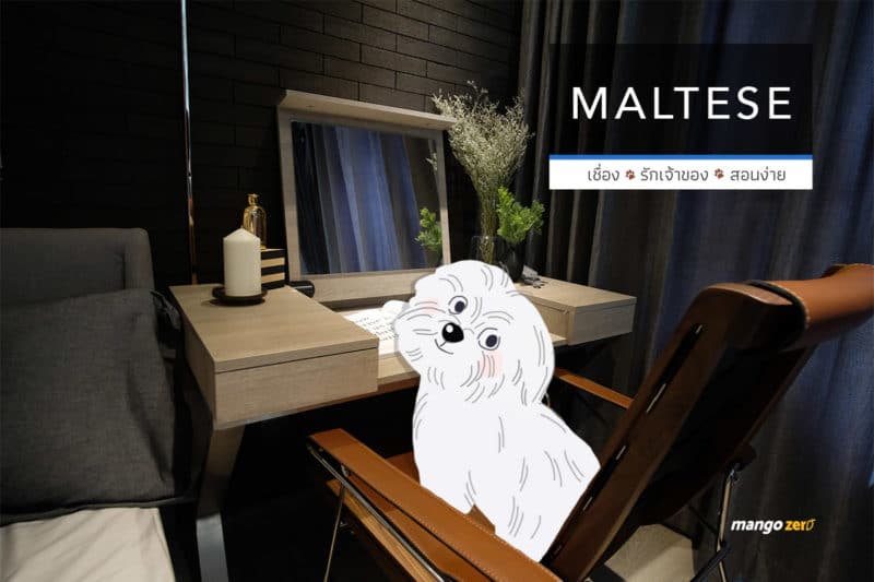 10-apartment-dogs-list-by-maestro-19-maltese