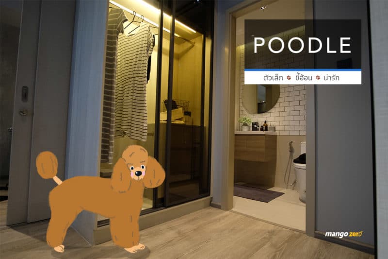 10-apartment-dogs-list-by-maestro-19-poodle