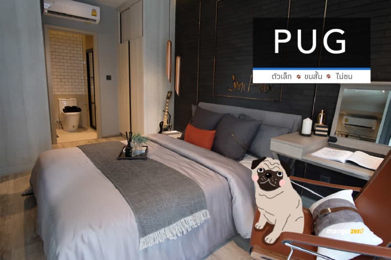 10-apartment-dogs-list-by-maestro-19-pug