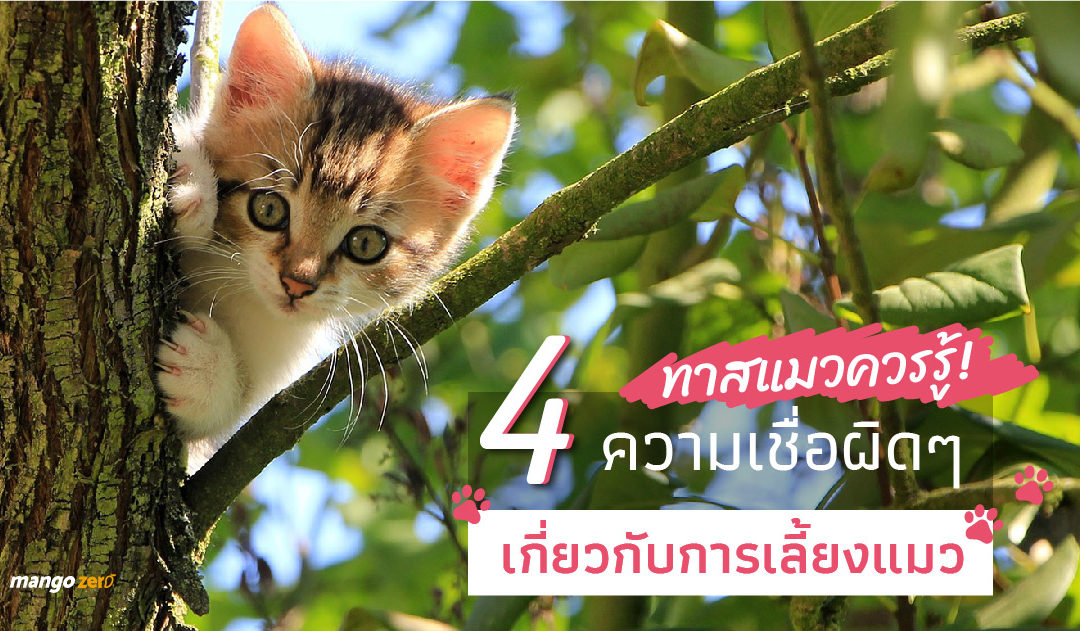 ทาสแมวควรรู้! 4 ความเชื่อผิดๆ เกี่ยวกับการเลี้ยงแมว (ชมคลิป)