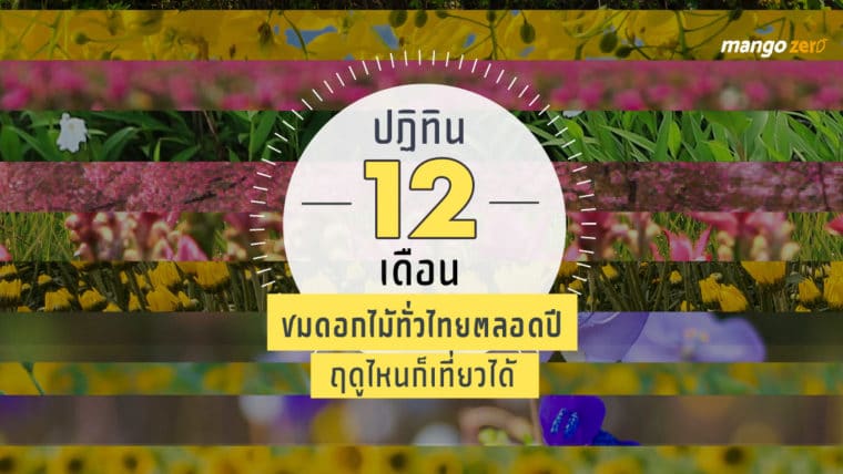 ปฏิทิน 12 เดือน ชมดอกไม้ทั่วไทยตลอดปี ฤดูไหนก็เที่ยวได้