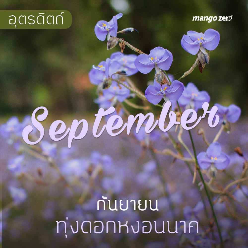 12-places-flowers-travel-all-year-in-thailand9