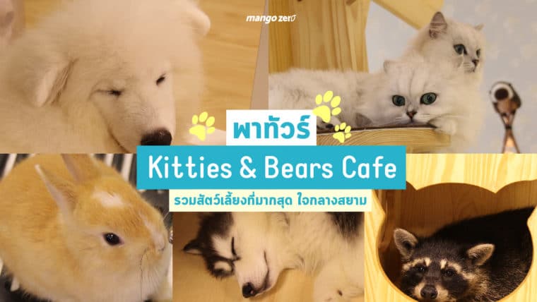 พาทัวร์ร้าน Kitties & Bears Cafe รวมสัตว์เลี้ยงที่มากสุด ใจกลางสยาม