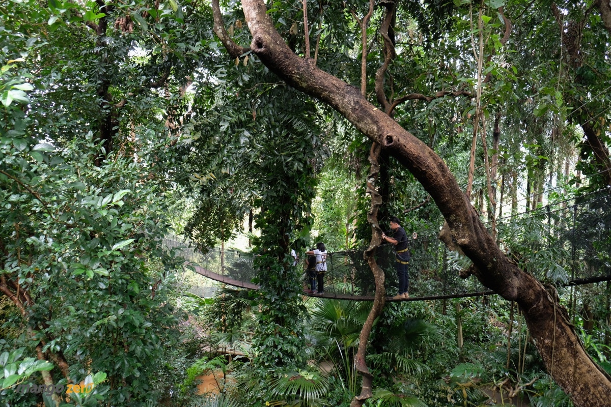 doitung-tree-top-walk-at-chiang-rai-22