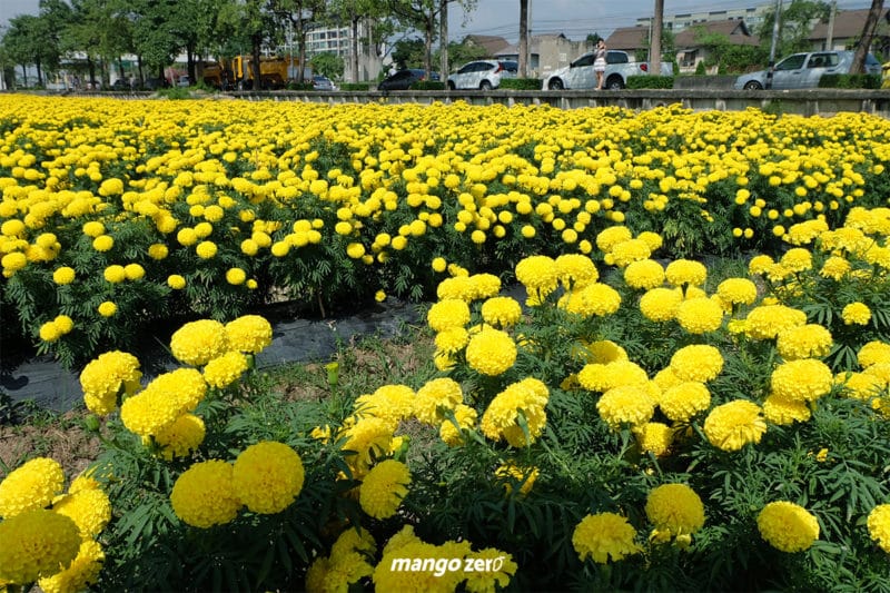 review-marigold-flower-field-at-Satriwitthaya-2-School-1