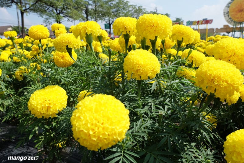 review-marigold-flower-field-at-Satriwitthaya-2-School-11