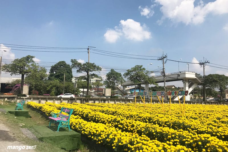 review-marigold-flower-field-at-Satriwitthaya-2-School-14