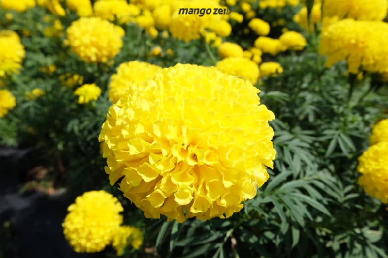 review-marigold-flower-field-at-Satriwitthaya-2-School-3