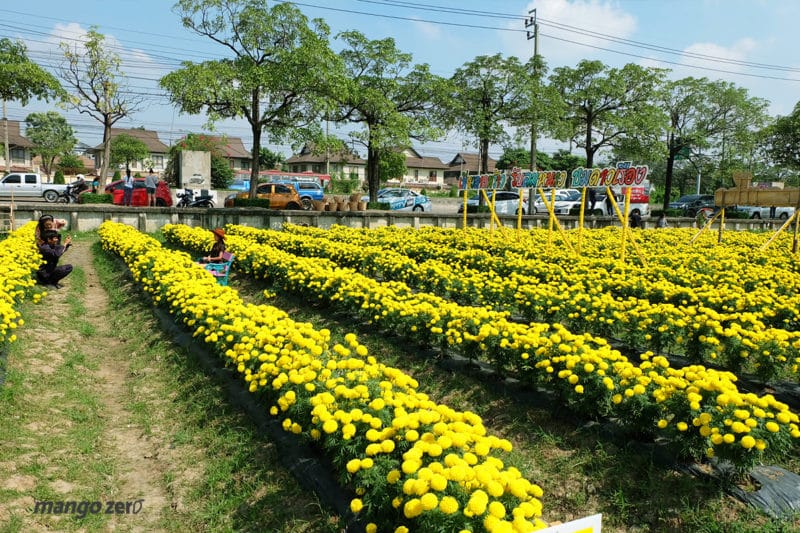 review-marigold-flower-field-at-Satriwitthaya-2-School-5