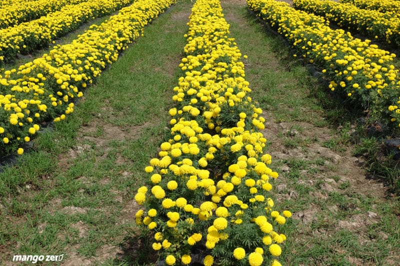 review-marigold-flower-field-at-Satriwitthaya-2-School-6
