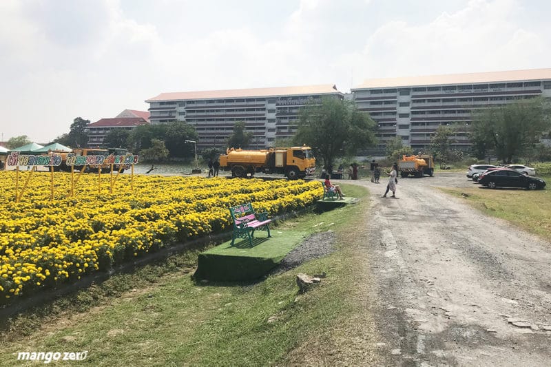 review-marigold-flower-field-at-Satriwitthaya-2-School-8