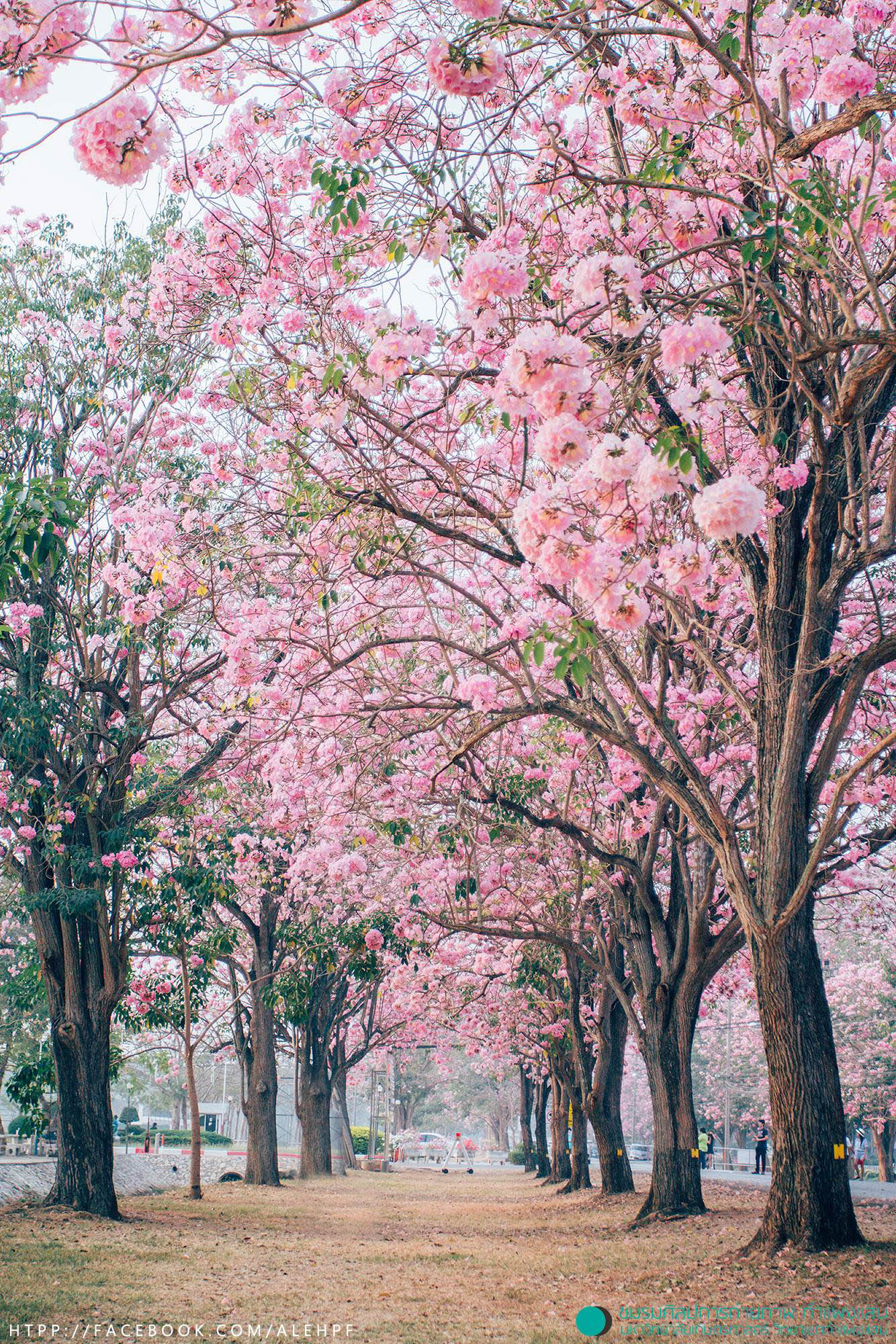 pink-trumpet-tree-forecast-pic-2