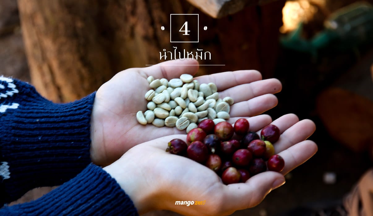 starbuck-muanjai-farm-trip-route-of-coffee-33-24