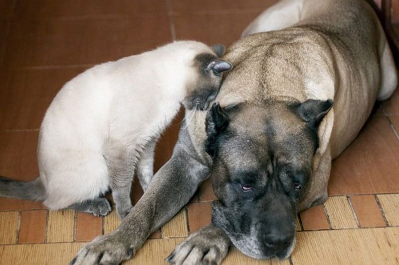 vaccine-rabies-free-by-small-animal-hospita-1