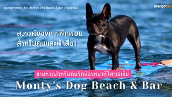 ชายหาดสำหรับคนรักน้องหมาที่โครเอเชีย : Monty's Dog Beach & Bar สวรรค์ของการพักผ่อนสำหรับคนและเจ้าสี่ขา