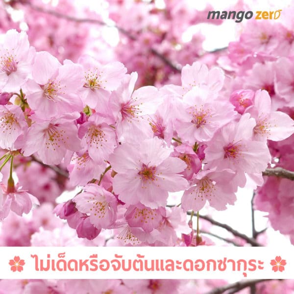 sakura-manner-4