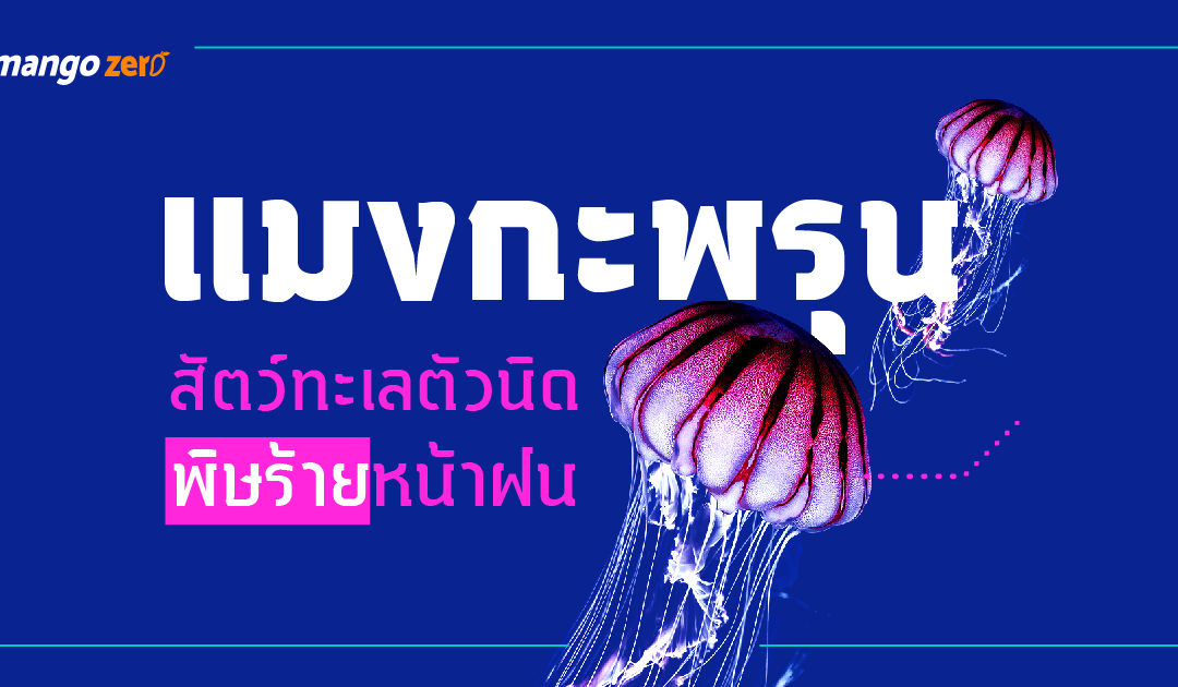 5 สิ่งที่ควรรู้ เกี่ยวกับ “แมงกะพรุน” สัตว์ทะเลตัวนิด พิษร้ายหน้าฝน