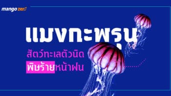 5 สิ่งที่ควรรู้ เกี่ยวกับ “แมงกะพรุน” สัตว์ทะเลตัวนิด พิษร้ายหน้าฝน