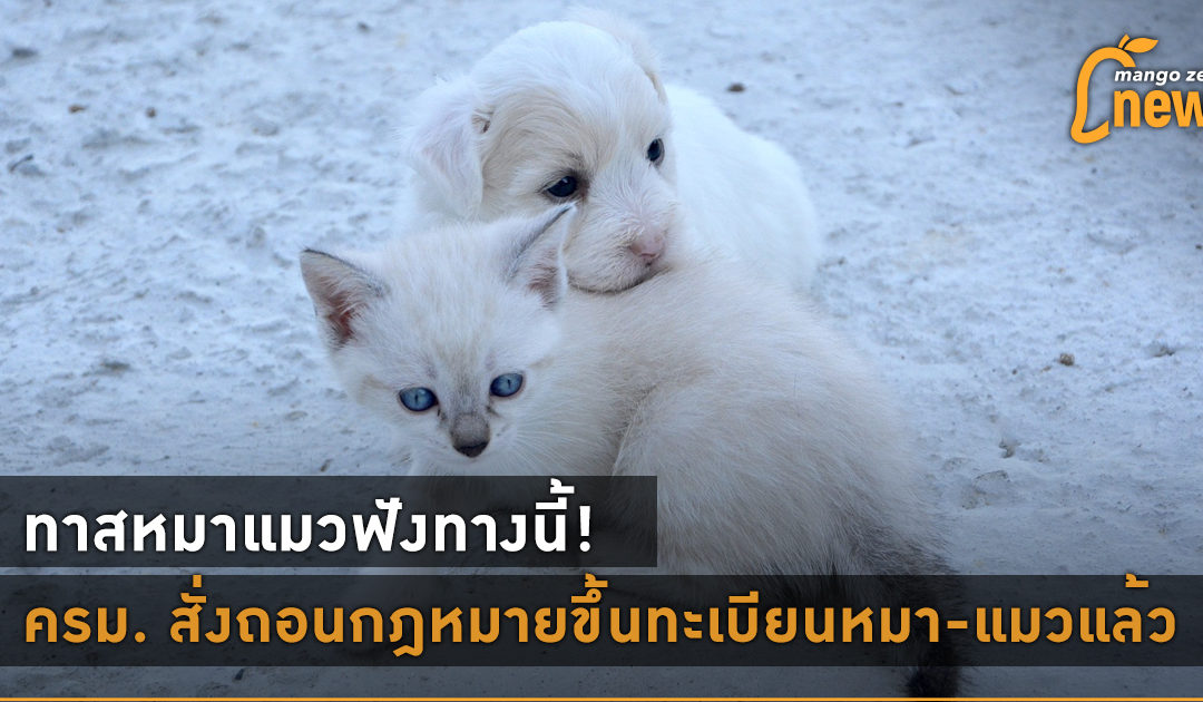 ทาสหมาแมวฟังทางนี้! ครม. สั่งถอนกฎหมายขึ้นทะเบียนหมา-แมวแล้ว