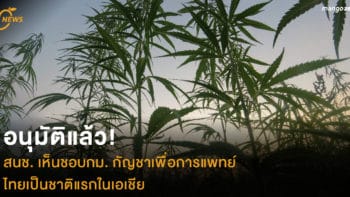 อนุมัติแล้ว! สนช. เห็นชอบกม. กัญชาเพื่อการแพทย์ ไทยเป็นชาติแรกในเอเชีย