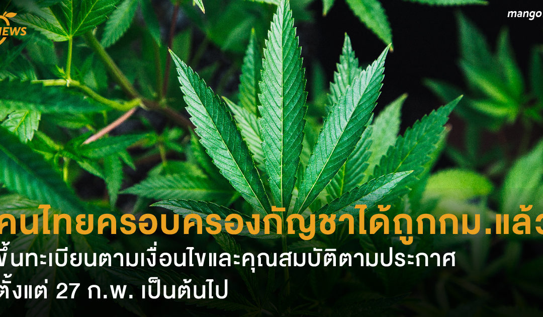 ราชกิจจาฯ ออกประกาศ คนไทยครอบครองกัญชาได้ถูกกม.แล้ว ขึ้นทะเบียนตามเงื่อนไขและคุณสมบัติตามประกาศ 27 ก.พ. เป็นต้นไป