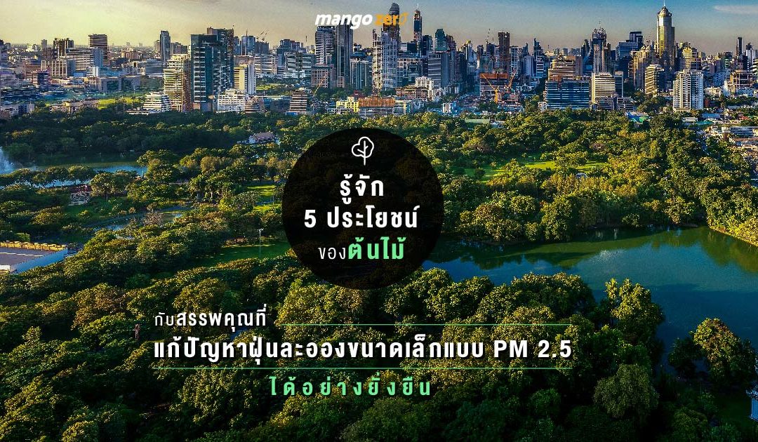 รู้จัก 5 ประโยชน์ของต้นไม้ กับสรรพคุณที่แก้ปัญหาฝุ่นละอองขนาดเล็กแบบ PM 2.5 ได้อย่างยั่งยืน