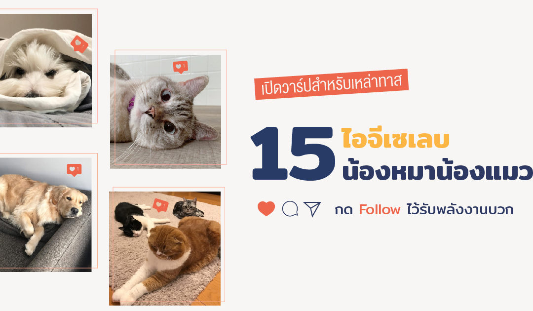 เปิดวาร์ปสำหรับเหล่าทาส 15 ไอจีเซเลบน้องหมาน้องแมว กด Follow ไว้รับพลังงานบวก